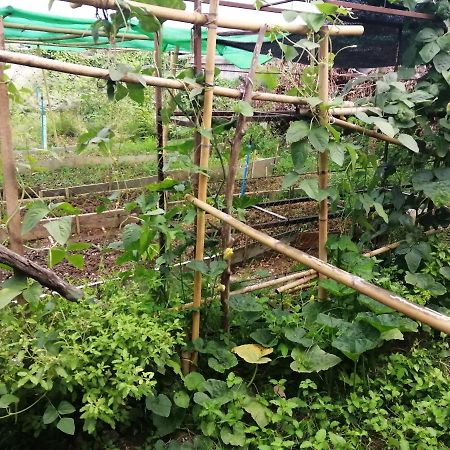 Chill Pill Hostel 清刊 外观 照片